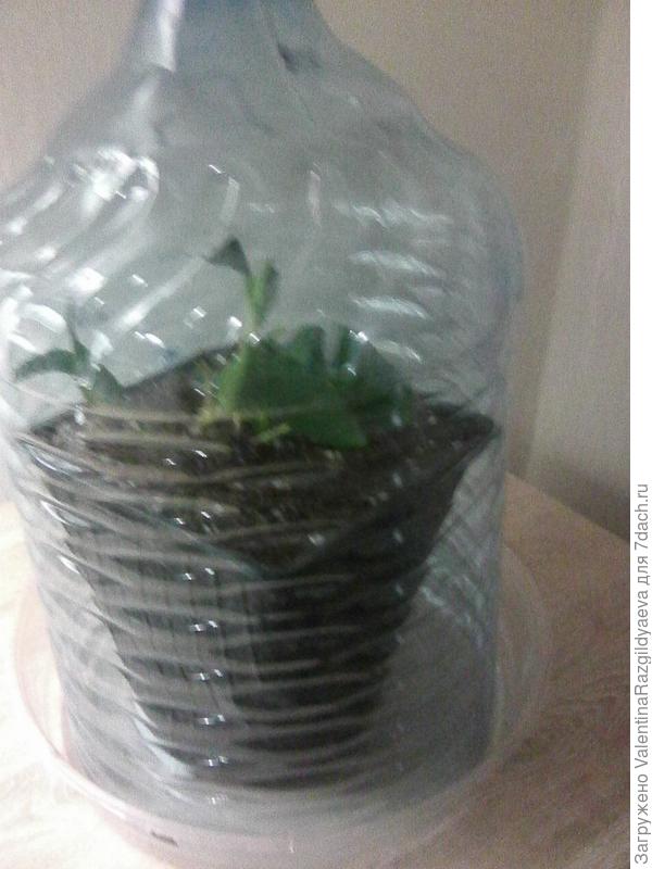 Гортензия в тепличке.