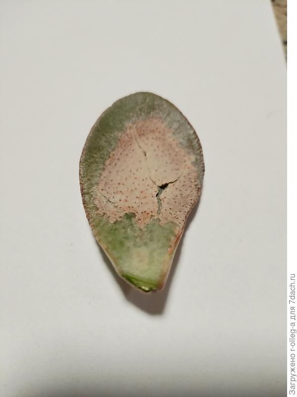 лист толстянки