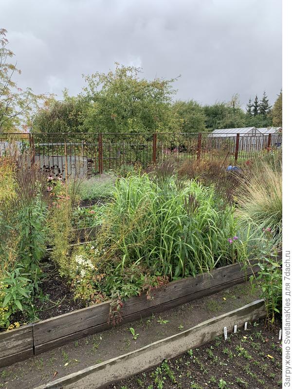 Вербены и мискантус зебринус.