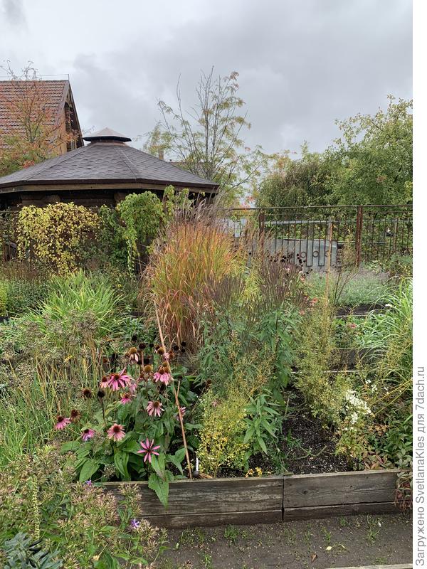 Несколько вербен копьевидных вокруг мискантуса.