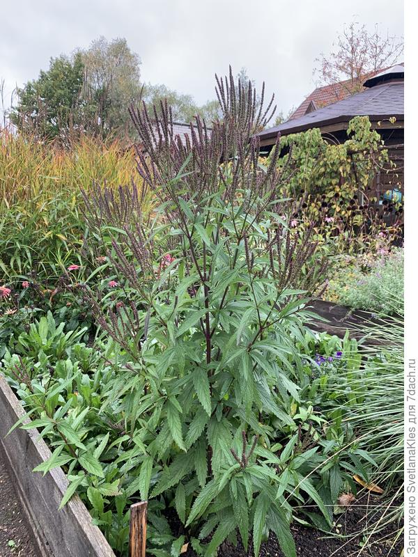 Вербена копьевидная.