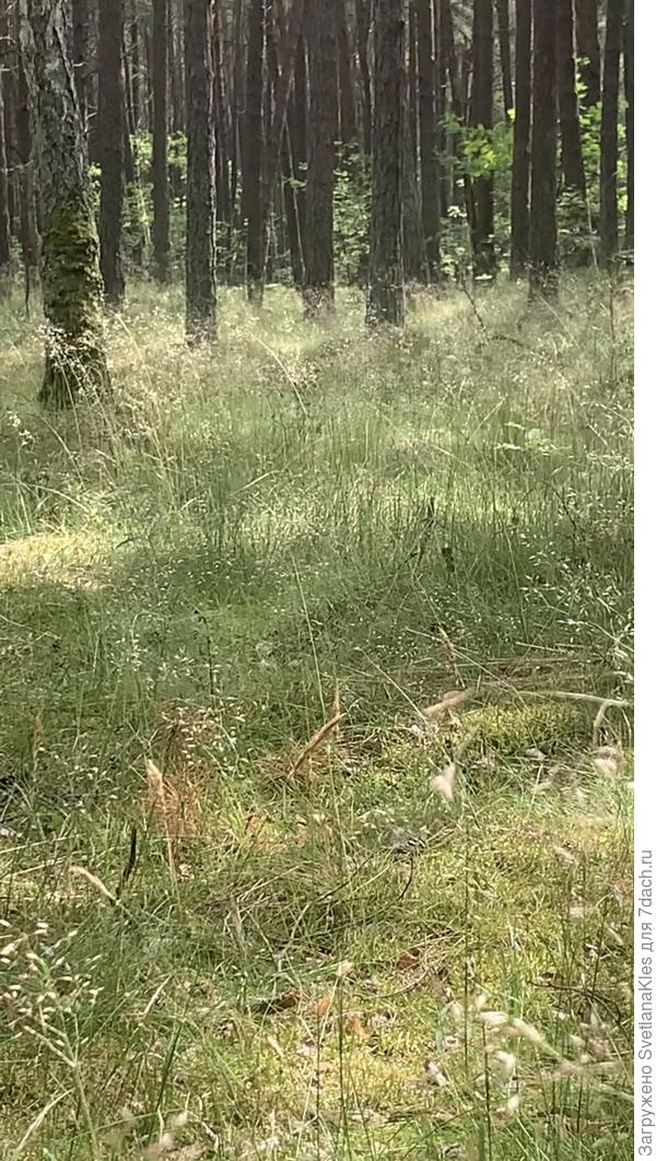 Лес на Куршской косе.