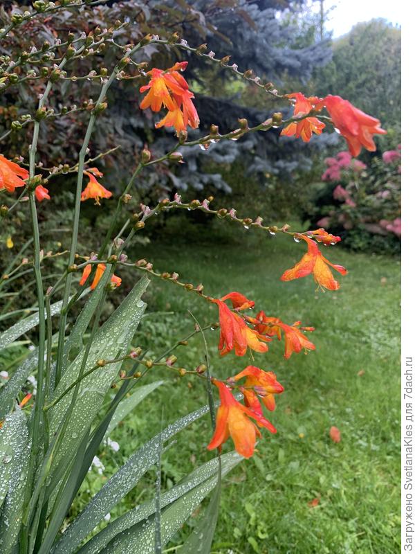 Монтбреция, конец сентября.