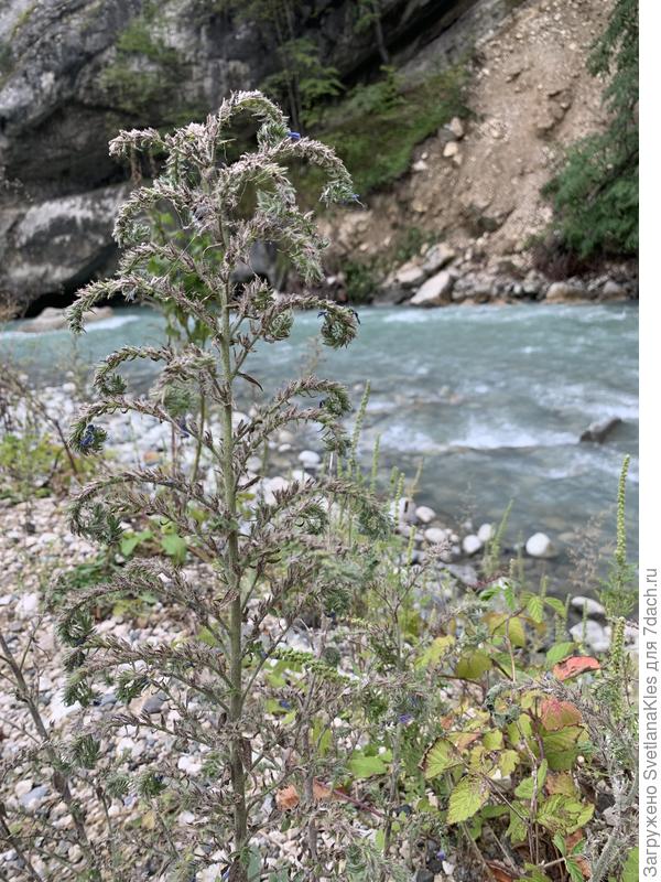 Неизвестное растение, С.Осетия.