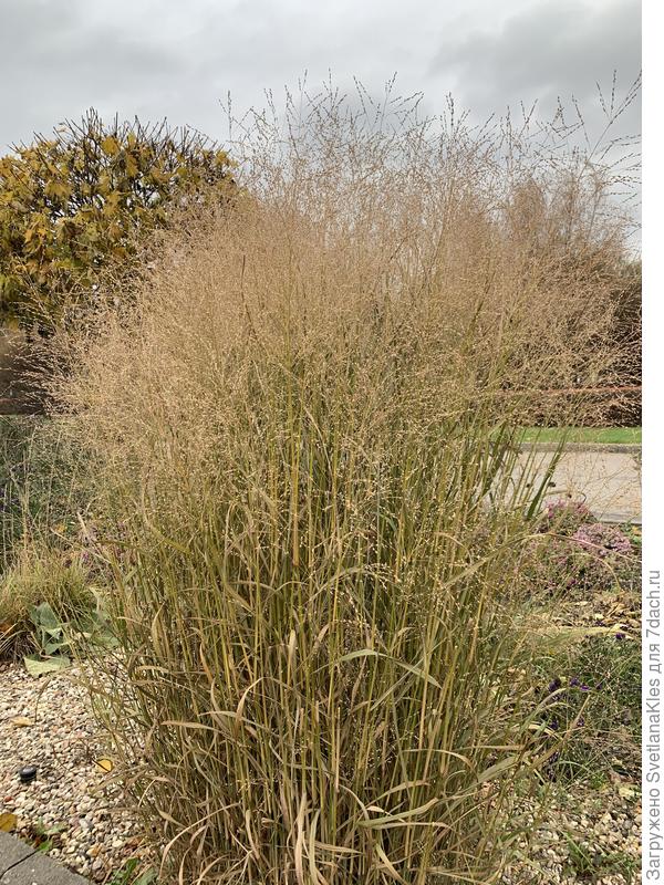 Вторая куртина.