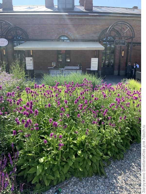 Новая Голландия, цветник новой волны.