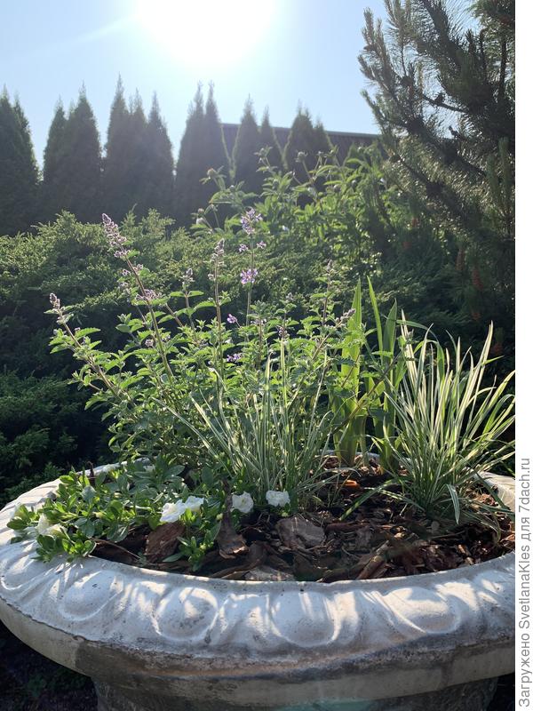 Райграс в июне.