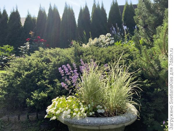 Он же, конец июля.