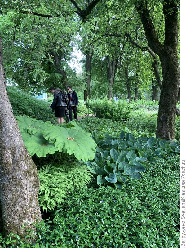 Куртины из папоротника и хост. Ботанический сад Петра Великого.