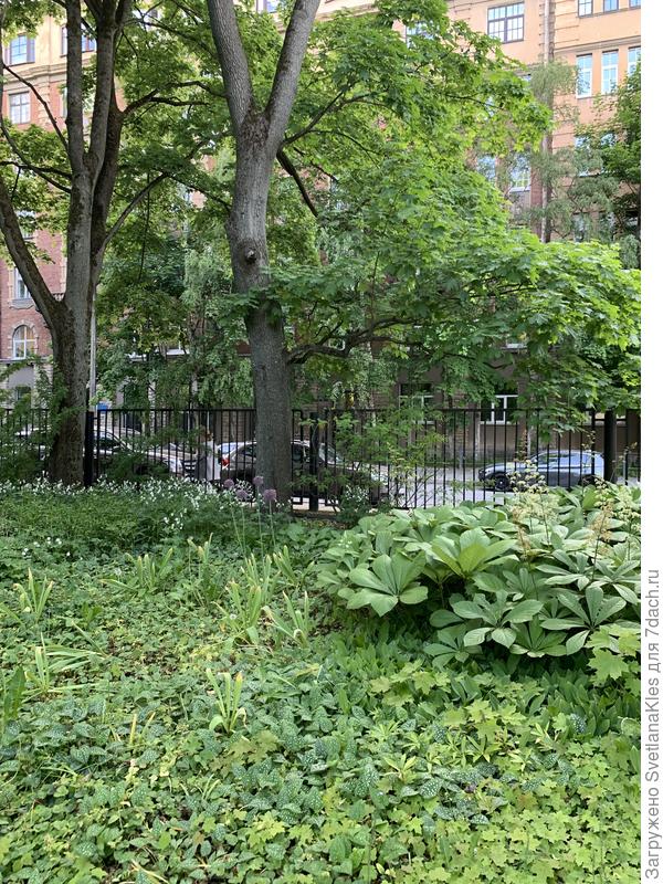 Роджесия,  посадка массивом. Там же.