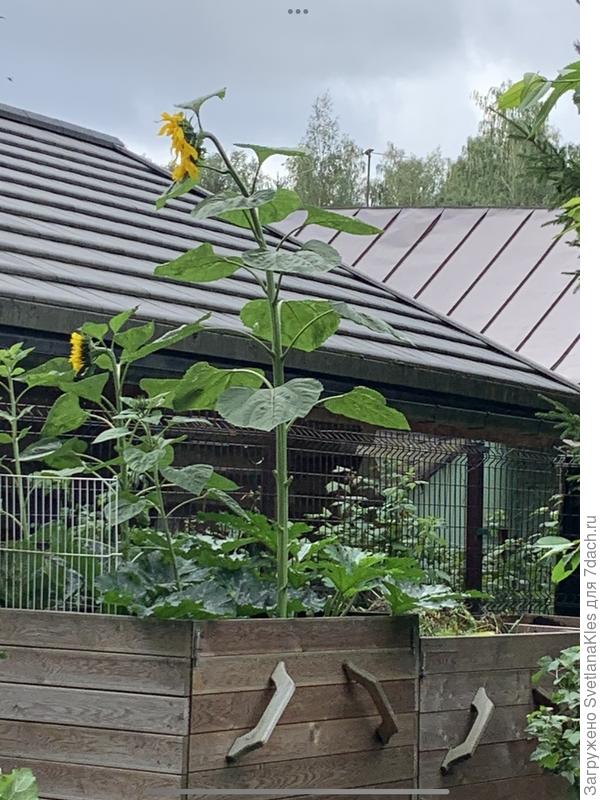 Неизвестные «огурцы».