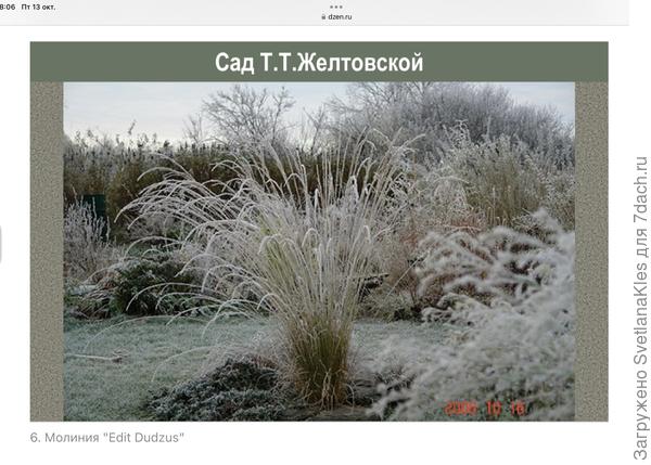 Молиния «Edit Dudzus».