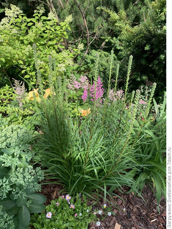 Здесь стебли еще прямо.