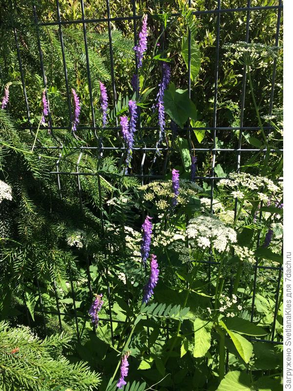 Красота ненаглядная.