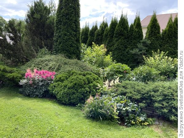 Крапива в цвету, слева от туи, если смотреть от нас.