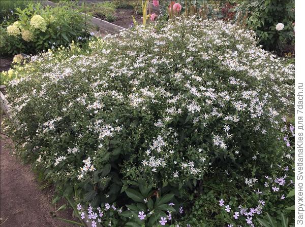 Моя новинка - астра  растопыренная Starshine. Фото из питомника.