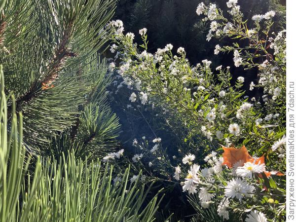 Сентябрина в сентябре.