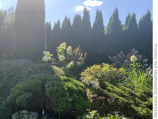 Молодой вейник в сентябре.