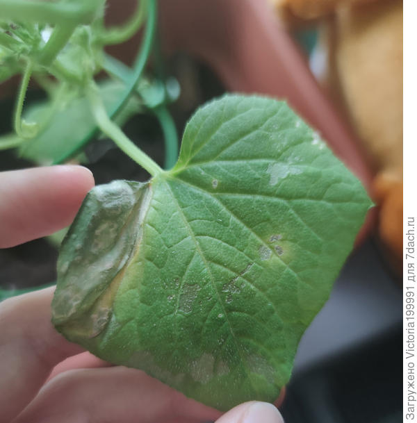 Жухлый участок