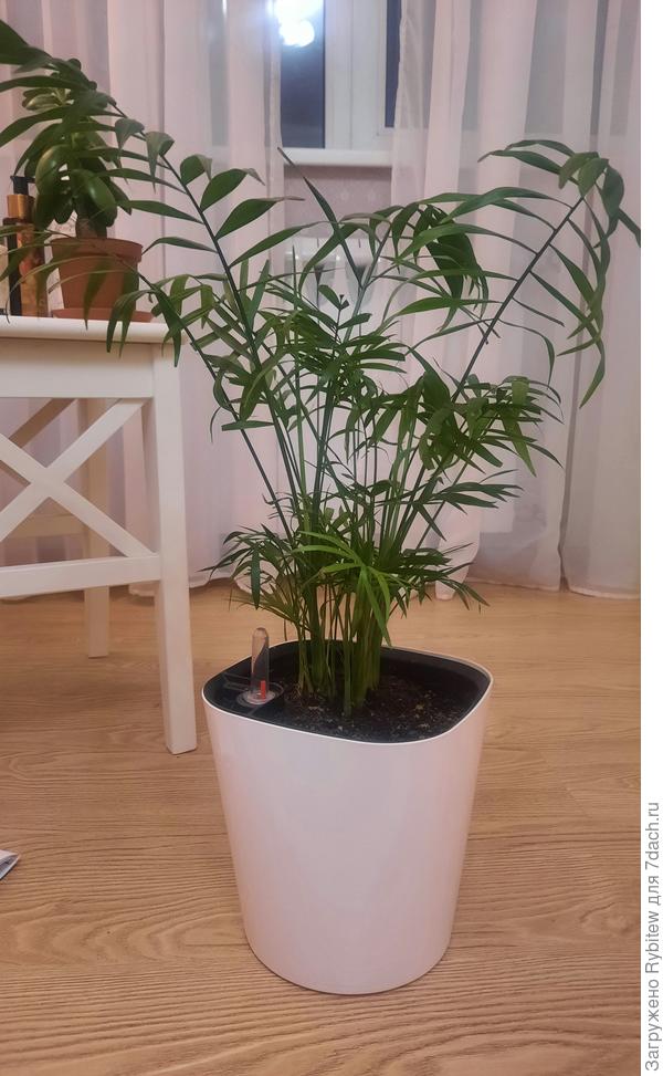 Растение в горшке