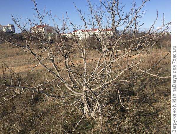 Фото сделано зимой, ближе к весне, в районе Омеги, Севастополь.