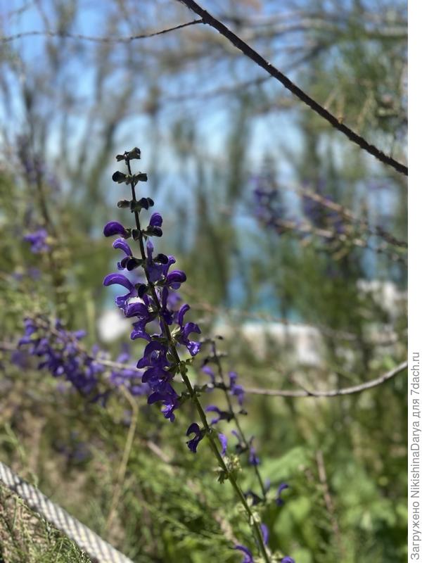 Какое растение на фото? Запечатлено в конце мая на территории Винного парка в Мрии, ЮБК