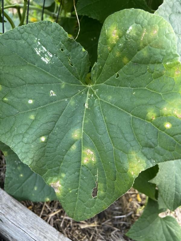 Лист на огурцах