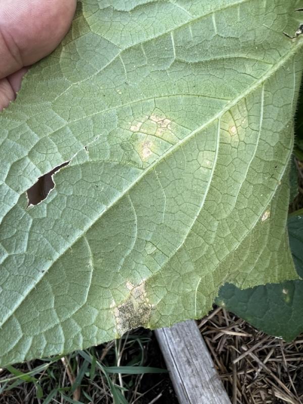 Обратная сторона листа