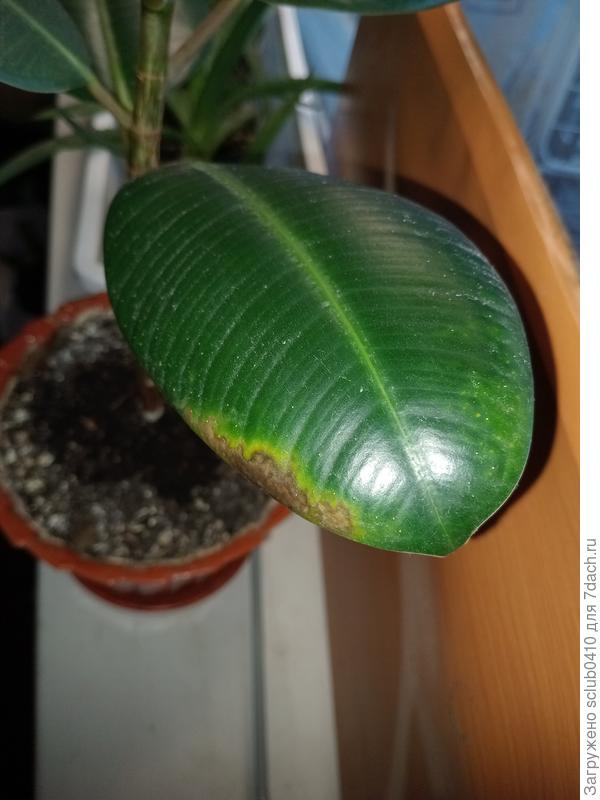 Второй лист фикуса