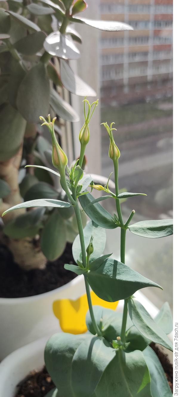 Бутоны эустома 2