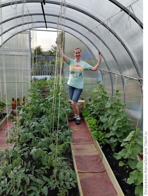 Теплица в июне