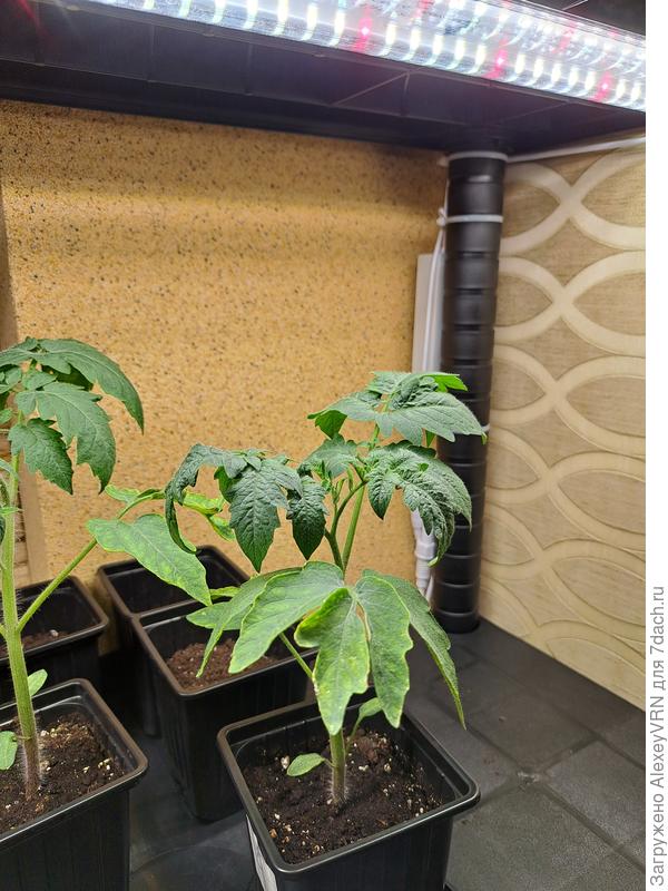 Листья томата