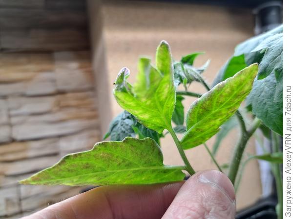 Листья томата