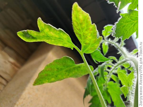 Листья томата