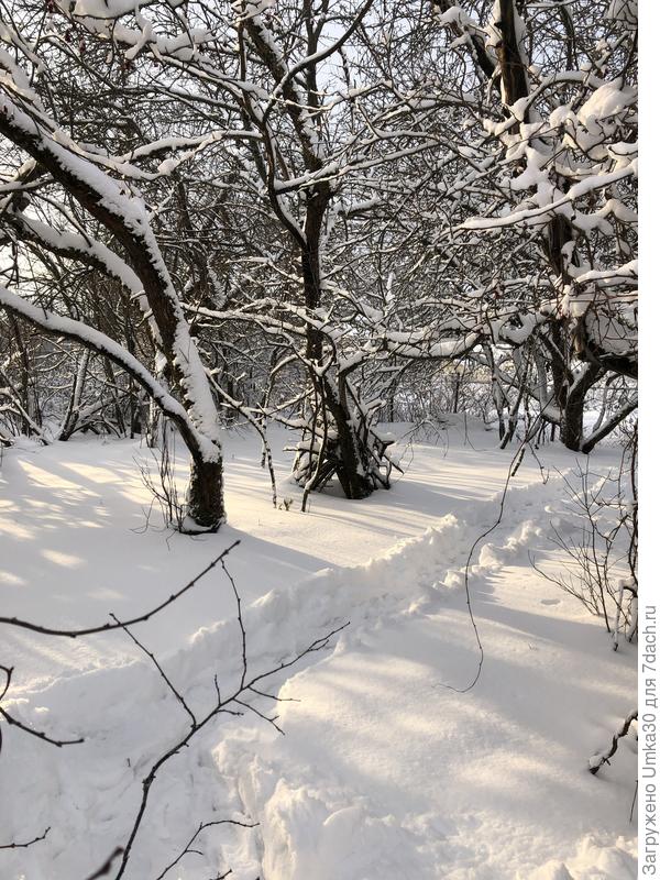 Яблони ждут весны..