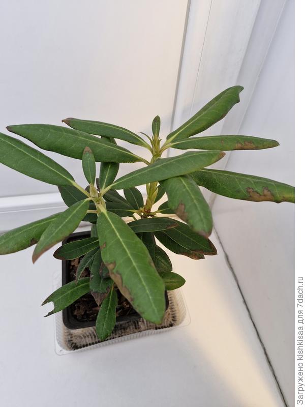 Рододендрон Тайгершет