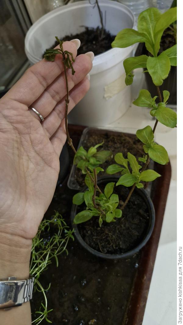 Вейгела Бристоль руби