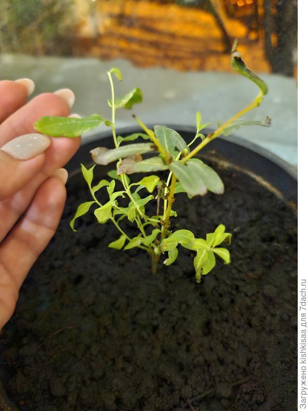 Ива хакуро нишики