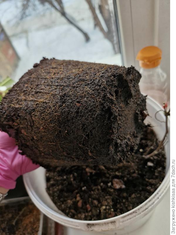 Рододендрон