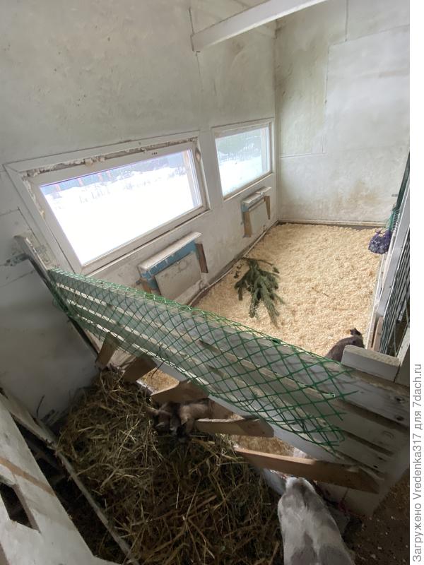 Вот так. 2х4 и с другой стороны 2х1,4. По середине у них общий кормовой стол.  В маленькой сейчас недоделано и никто не живет. В большом молодняк 3 головы.