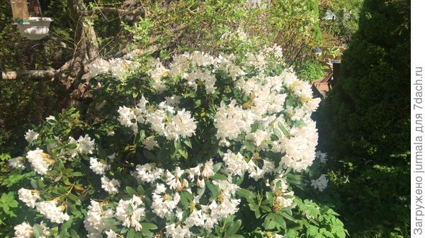 Это простой белый.