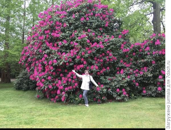 Это самый большой, что я видела в жизни. В Таттон парке.