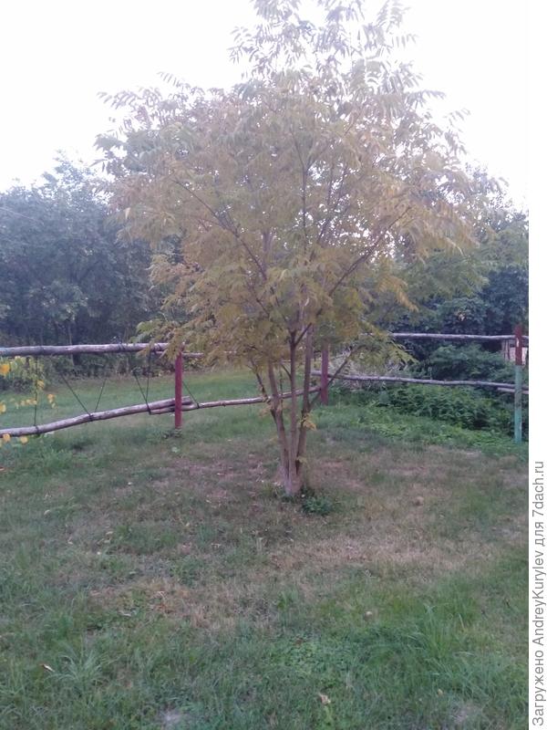 Одиннадцать деревьев на участке в деревне в 25 км. от Н. Новгорода. Выращены из плодов