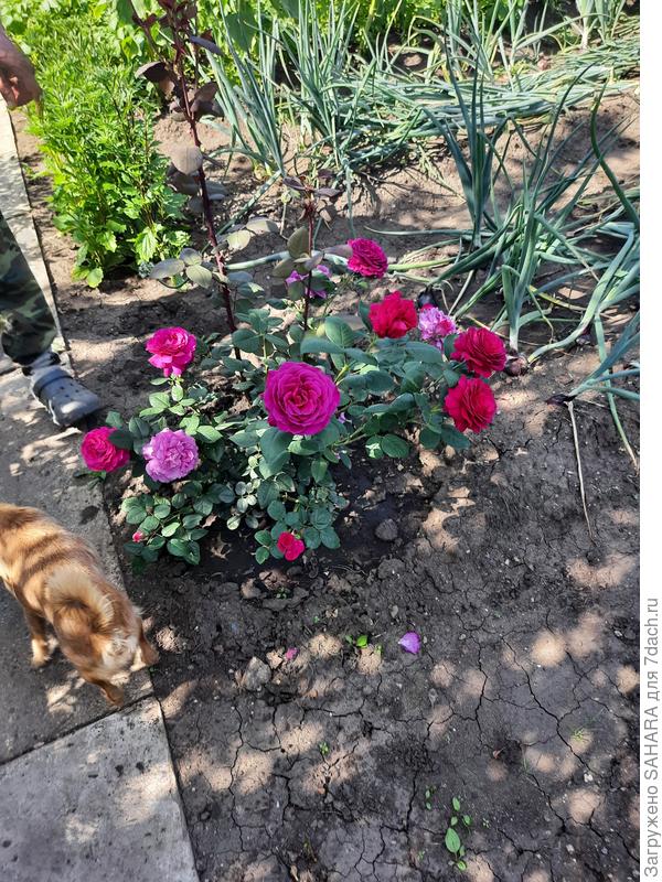 Розы на новом участке