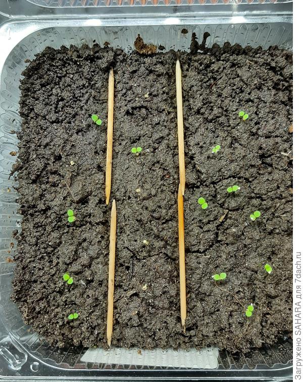 Надеюсь впереди их ждет пышное цветение