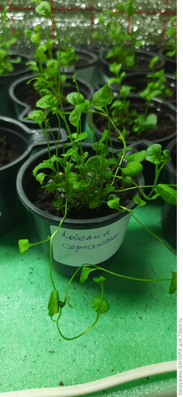 На переднем плане - смесь.