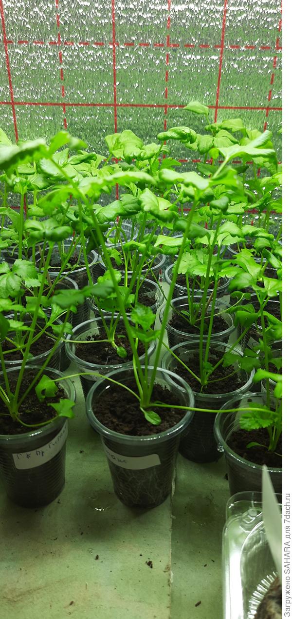 Фото плучается темнее, чем на самом деле.