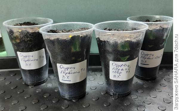 Посеяла по два семечка в один стакан. Два стакана одного вида.