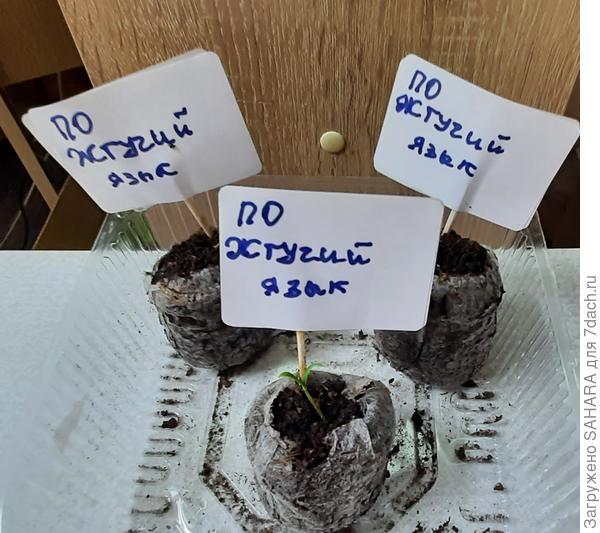 20.03.2024 один взошел.