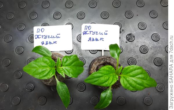 06.04.2024 полноценные листики.